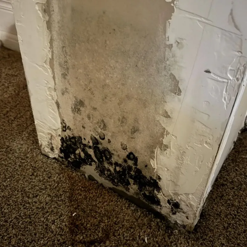 Professional Mold Removal in Shandon, CA